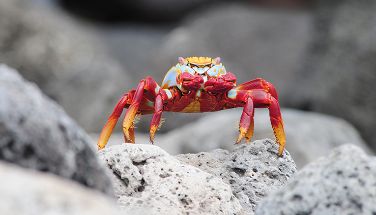 Mecqf-ecuador-galapagos-multisport-7
